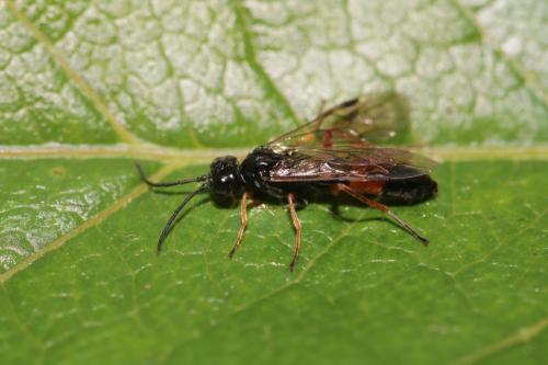 Emphytus calceatus
